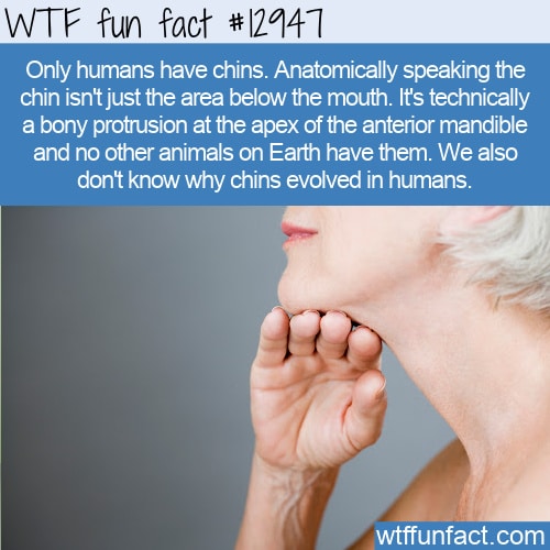 WTF Fun Fact 12947 - Only Humans Have Chins