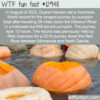 WTF Fun Fact 12948 – Pumpkin Boat World Record