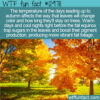 WTF Fun Fact 12978 – How Does Temperature Affect the Color of Leaves?