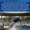 WTF Fun Fact 12973 – Tokitae the Orca May Finally Be Set Free