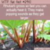 WTF Fun Fact 12942 – You Can Hear Rhubarb Growing