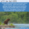 WTF Fun Fact 13031 – A Bear Sense of Beauty