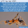 WTF Fun Fact 13017 – The Dementor Wasp