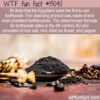 WTF Fun Fact 13040 – The Oldest Toothpaste