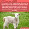 WTF Fun Fact 13030 – Mary Really Did Have a Little Lamb