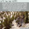 WTF Fun Fact 12997 – A Bristlecone Pine Is The Oldest Tree In The World