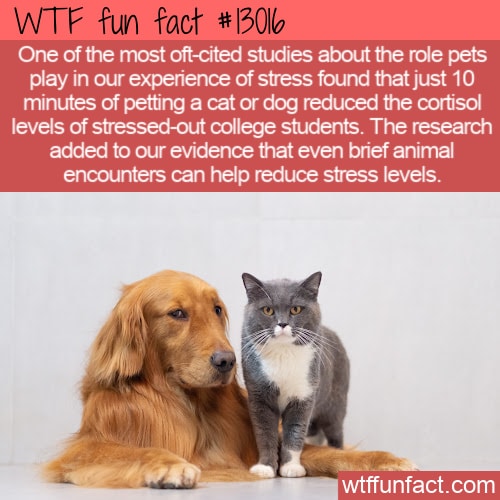WTF Fun Fact 13016 - Petting an Animal Reduces Stress