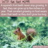 WTF Fun Fact 12991 – Squirrel Front Teeth Never Stop Growing