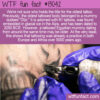 WTF Fun Fact 13042 – The World’s Oldest Tattoos