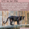 WTF Fun Fact 13061 – The Black Panther Isn’t a Species