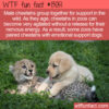 WTF Fun Fact 13051 – Pairing Cheetahs and Dogs