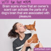 WTF Fun Fact 13091 – Scent Makes Dogs Feel Safe