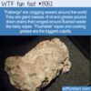 WTF Fun Fact 13052 – Fatbergs