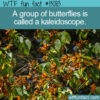 WTF Fun Fact 13083 – A Group of Butterflies