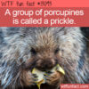 WTF Fun Fact 13093 – A Group of Porcupines