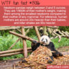 WTF Fun Fact 13086 – Newborn Panda Size