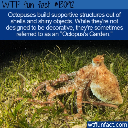 WTF Fun Fact 13092 - Octopus's Garden