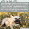 WTF Fun Fact 13081 – Dogs Fake Sneeze