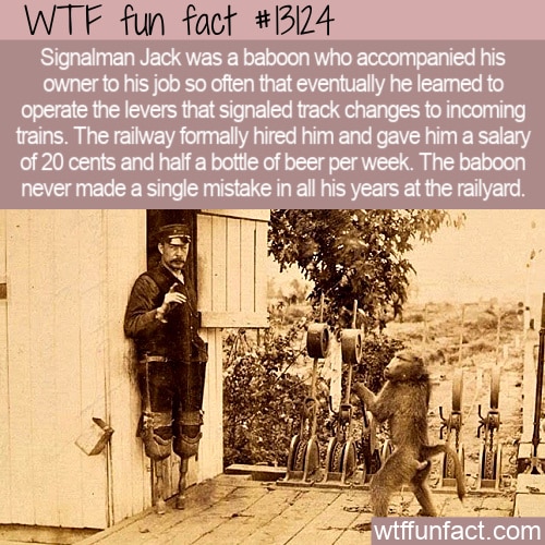 wtf funny facts