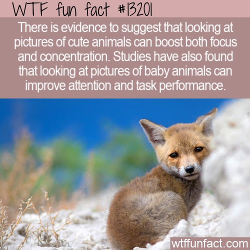 WTF Fun Fact 13201 - The Power of Looking at Cute Animals