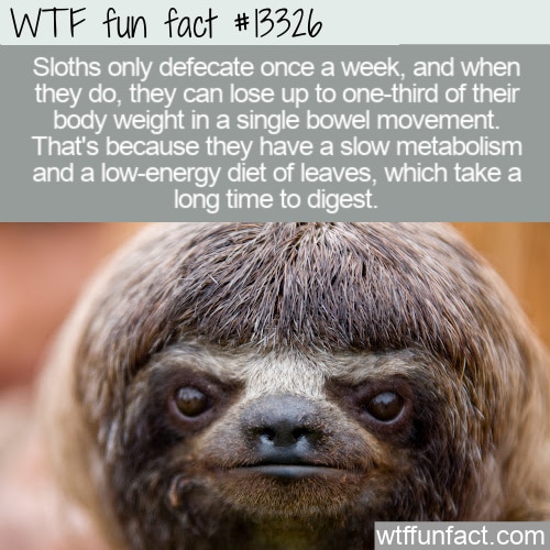 sloth tumblr meme